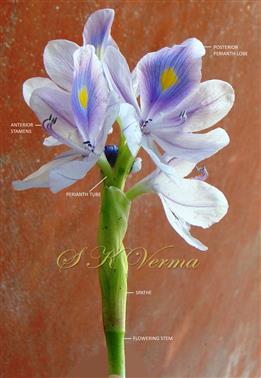  Inflorescence